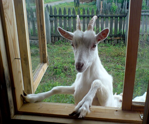 Козий грипп: тревога в Нидерландах